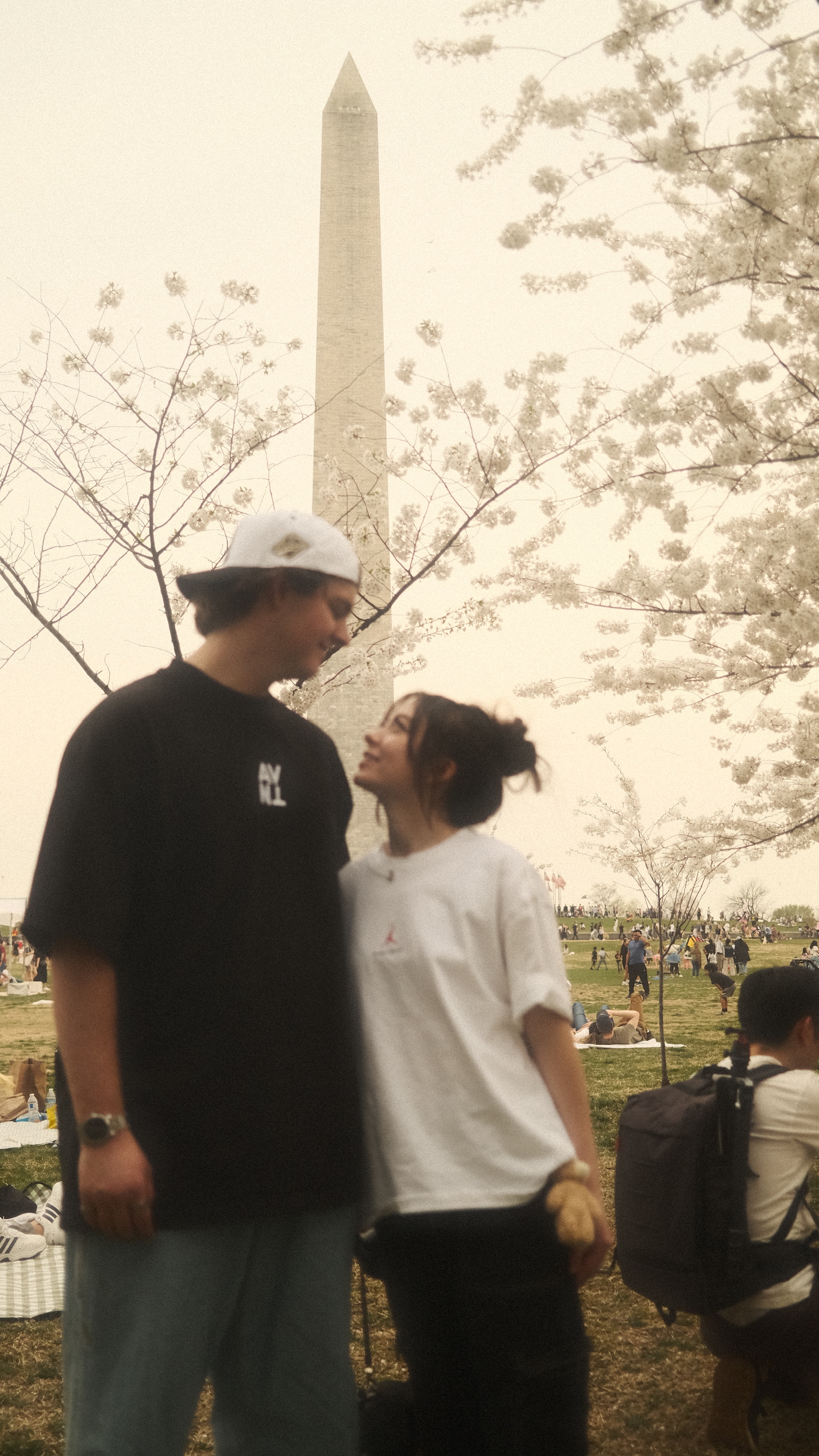 Cherry Blossoms DC